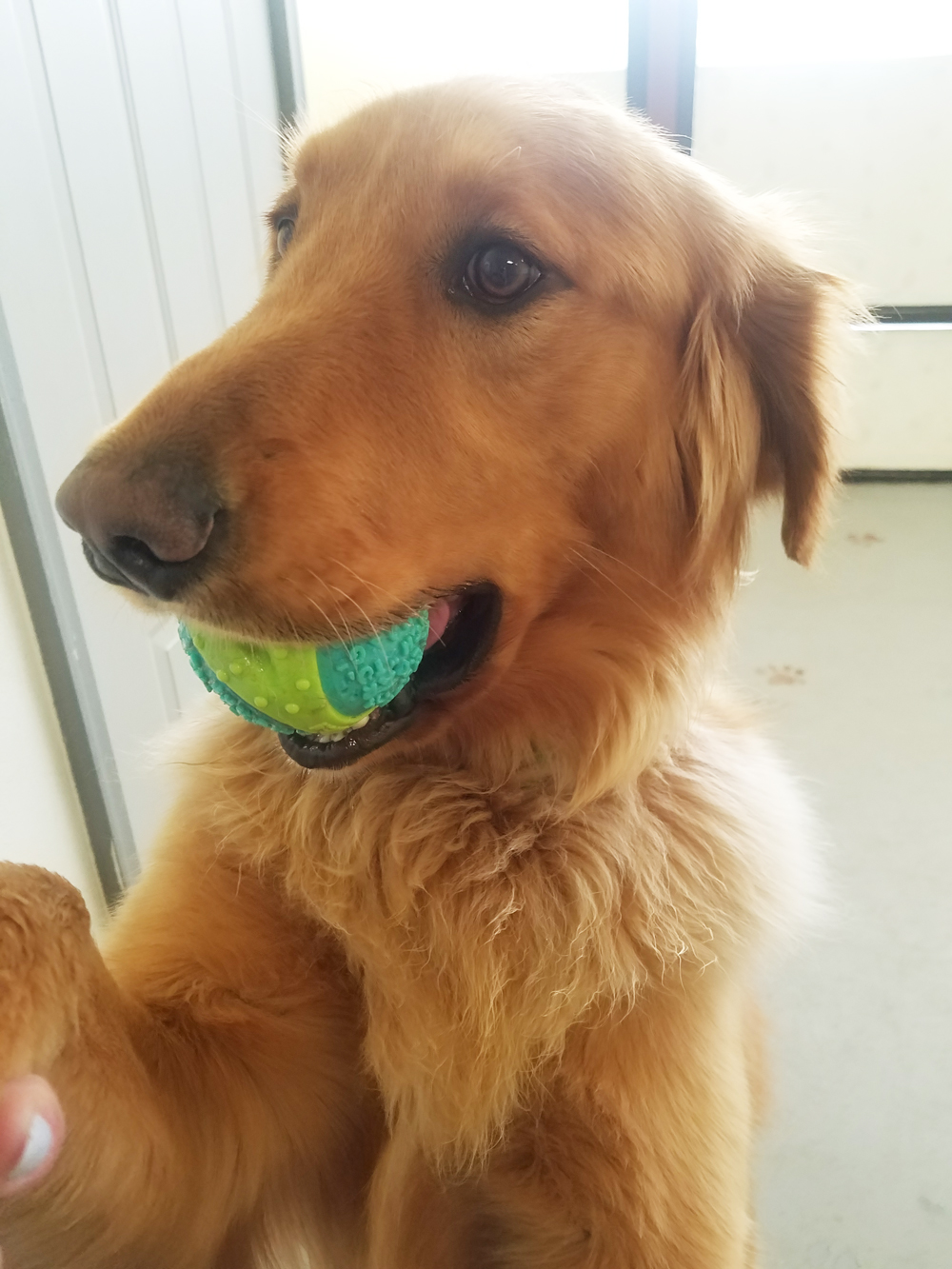 Butterball