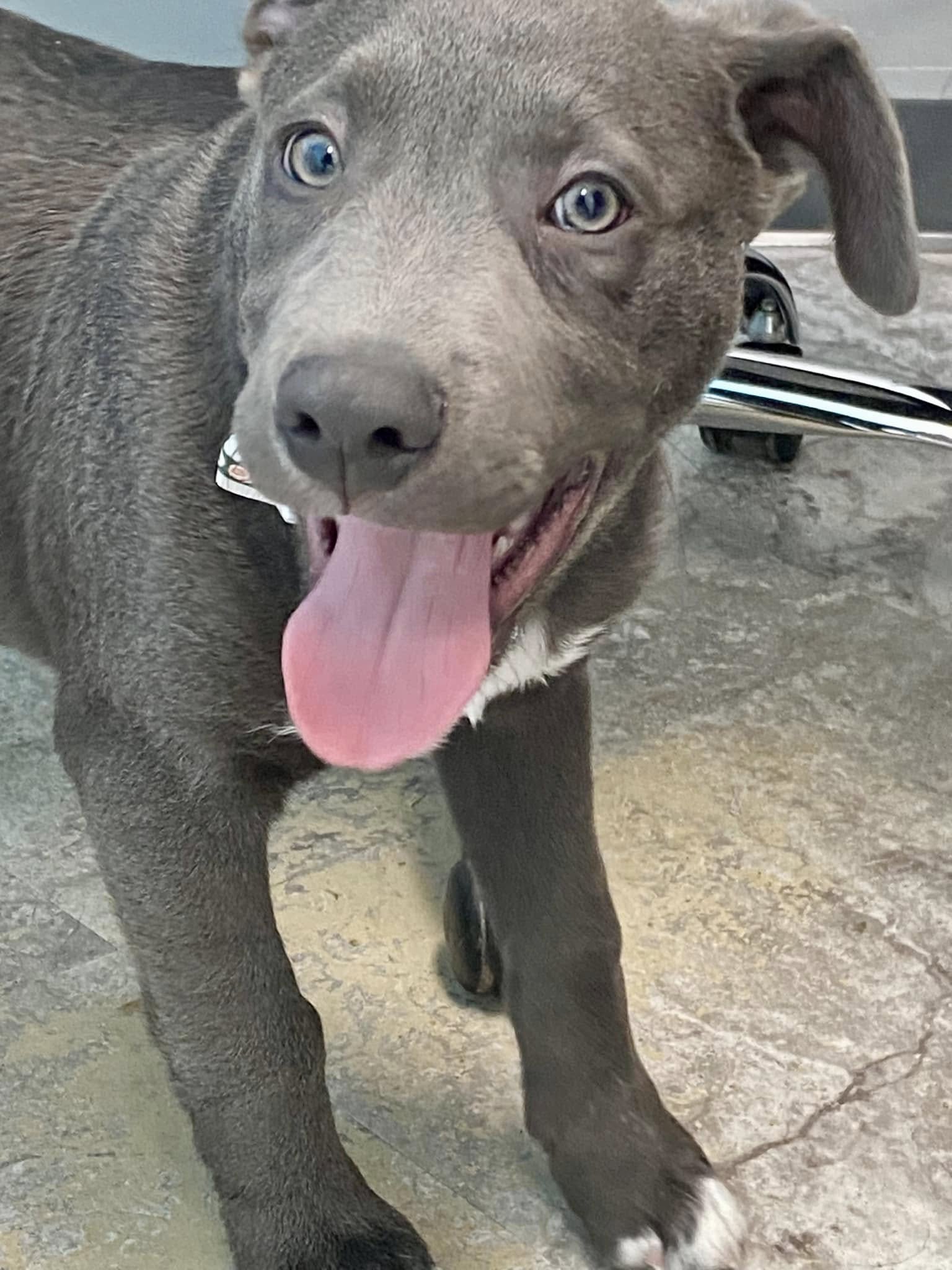 Chevy