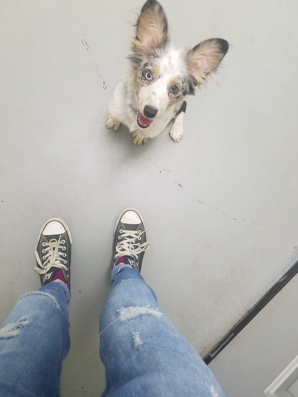Daycare Dog