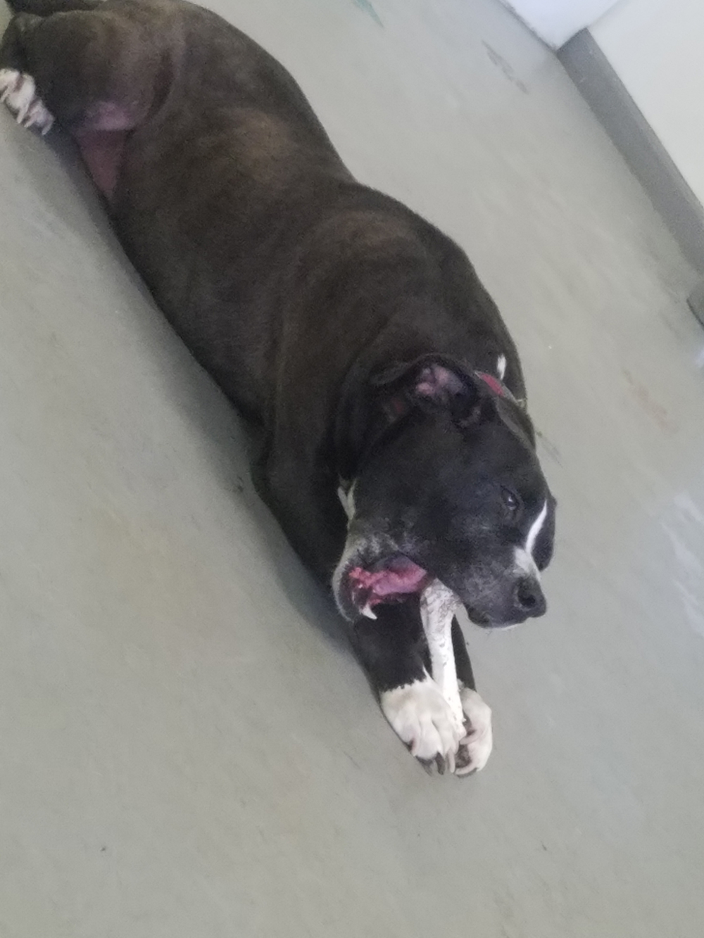 Daycare Dog