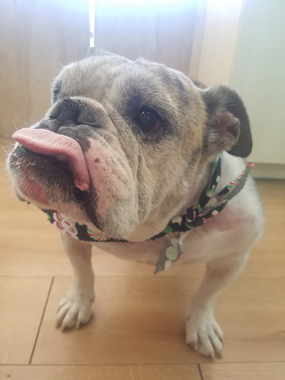 TBL Groom Dog
