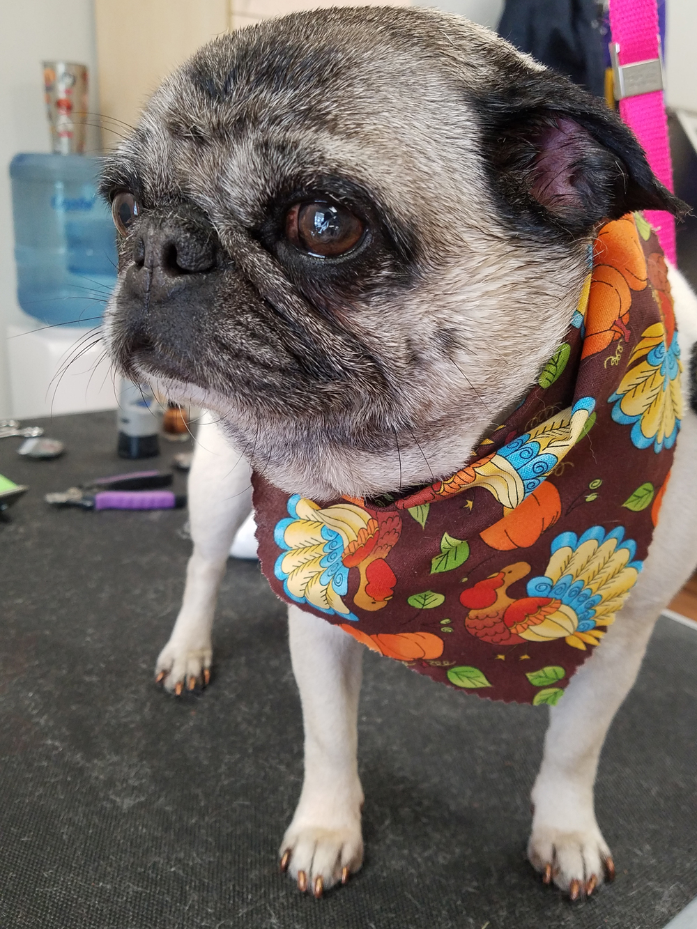 TBL Groom Dog