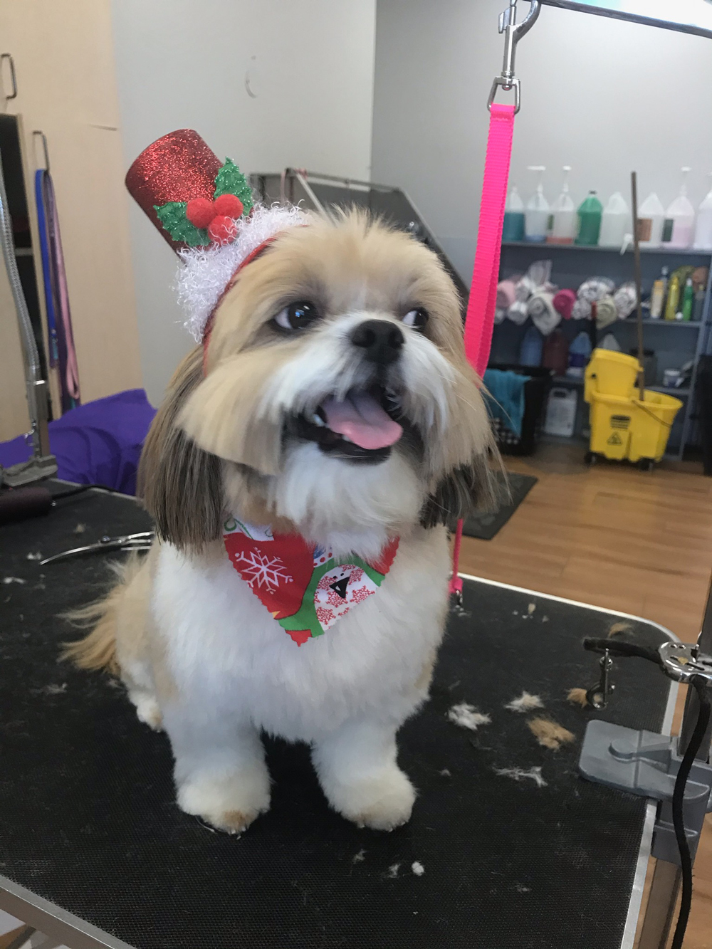 TBL Groom Dog