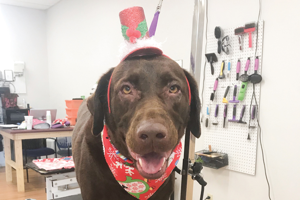 TBL Groom Dog