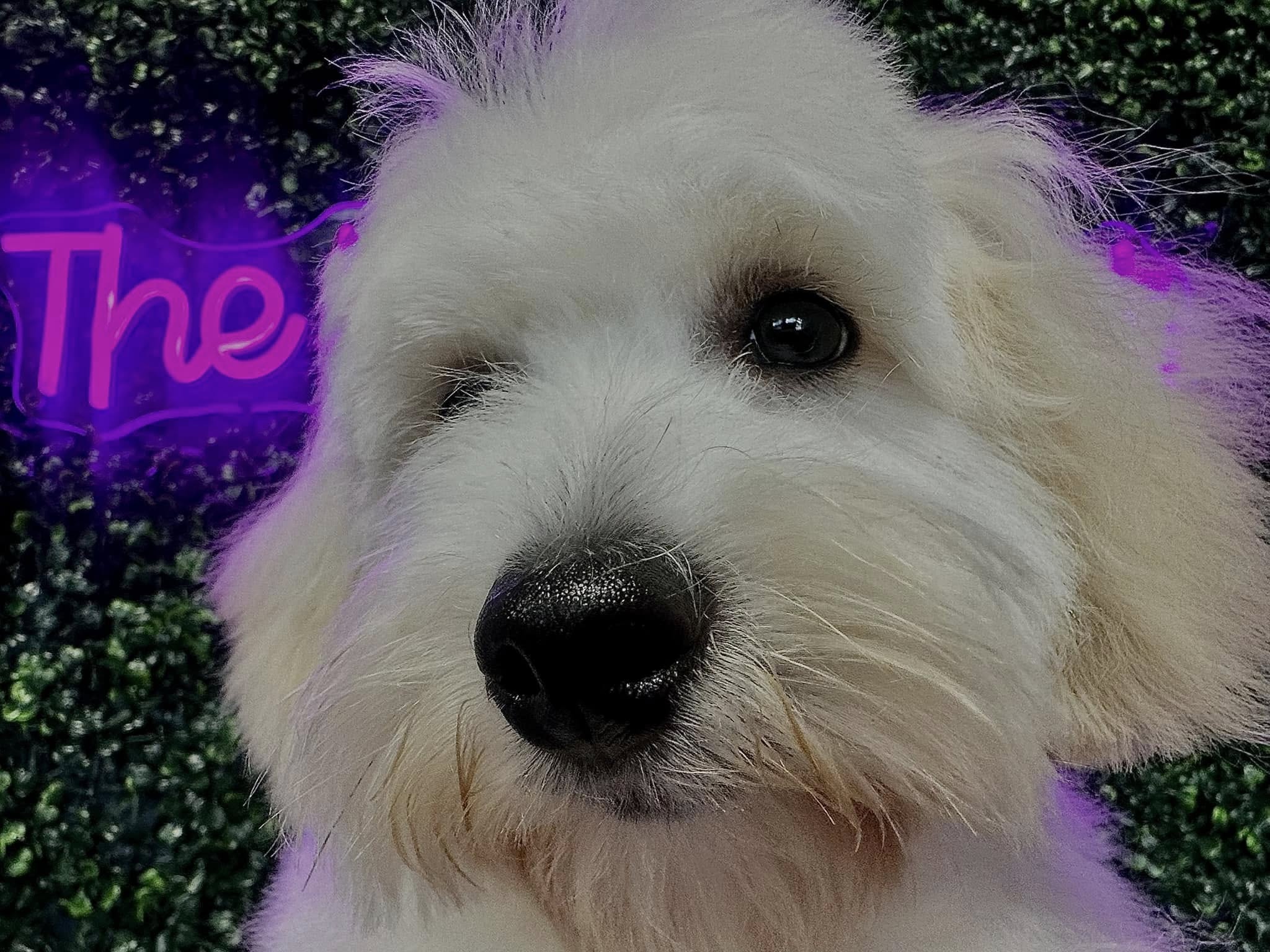 Hank