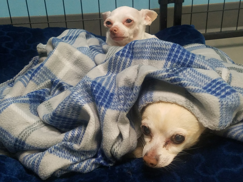 Lola & Mac