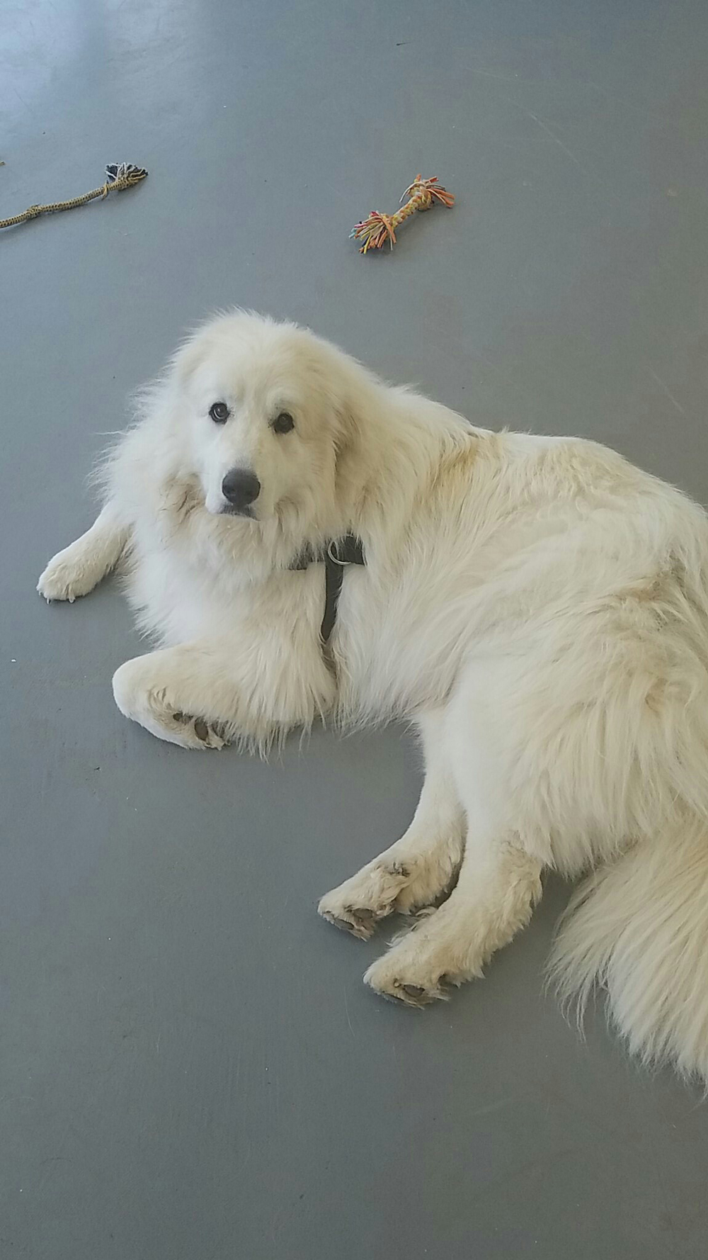 Shiloh