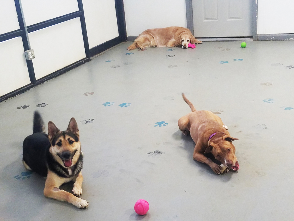 Thor, Moxie & Sunni